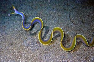 世界十大怪异的海洋生物 五彩鳗外表绚丽雌雄同体