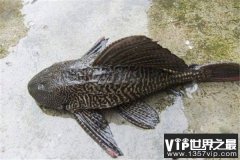 中国十大最脏鱼：狗鱼上榜，清道夫一枝独秀