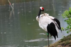 中国十大最珍稀濒危鸟类，朱鹮体态秀美典雅