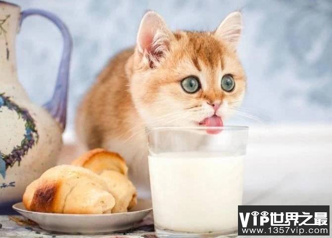猫喝牛奶的危害 为什么奶猫不能喝牛奶