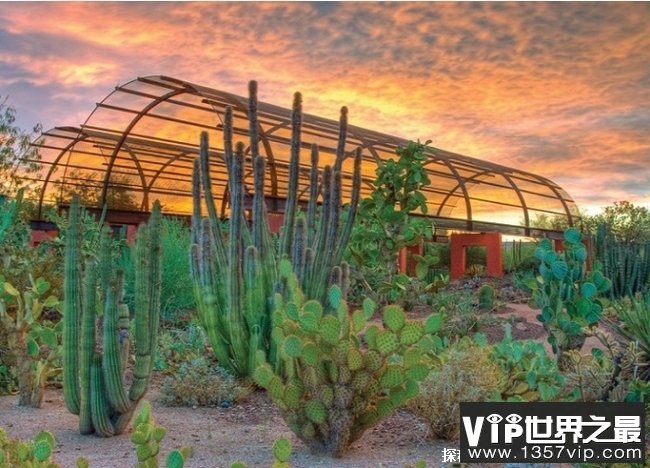 世界上十大著名的花园 凤凰城沙漠植物园 (位于美国)
