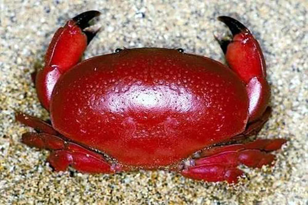 世界十大最毒的螃蟹 铜铸熟若蟹一口就能致人死亡