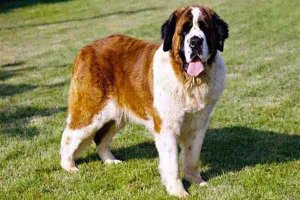 世界十大名犬排行榜：高加索犬上榜 圣伯纳瑞士