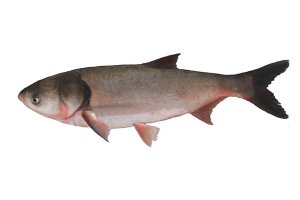世界五大最脏的鱼 鲶鱼有着“垃圾鱼”的称号