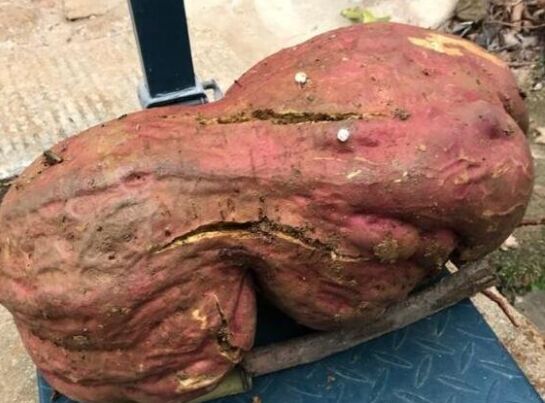 贵州惊现“红薯精” 重量达到240斤