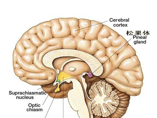 人类第三只眼被封印?俄科学家称它可未卜先知(图文)