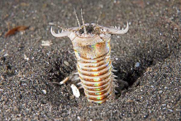 世界十大怪异的海洋生物 五彩鳗外表绚丽雌雄同体