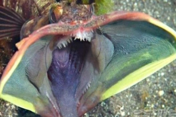 世界十大怪异的海洋生物 五彩鳗外表绚丽雌雄同体