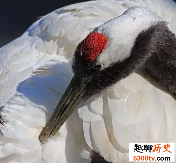 鹤顶红毒性究竟有多大?和鹤有什么关系吗?