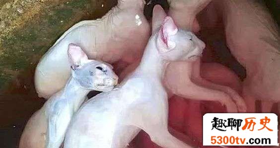 揭秘越南人视猫肉为美味,每个月都要吃一次