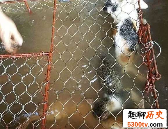揭秘越南人视猫肉为美味,每个月都要吃一次