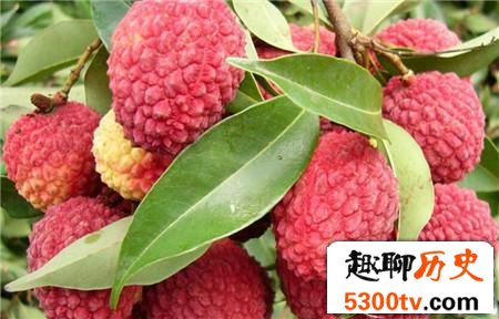 鲜为人知的秘密：杨贵妃为何疯狂喜爱吃荔枝？