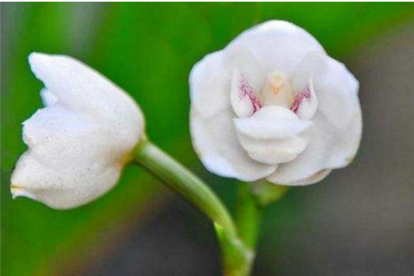 世界上最神秘的花排行榜