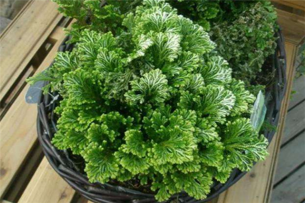 十大有趣植物