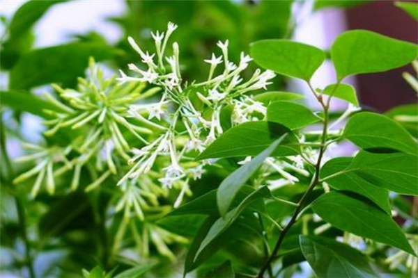 10种常见有趣的植物