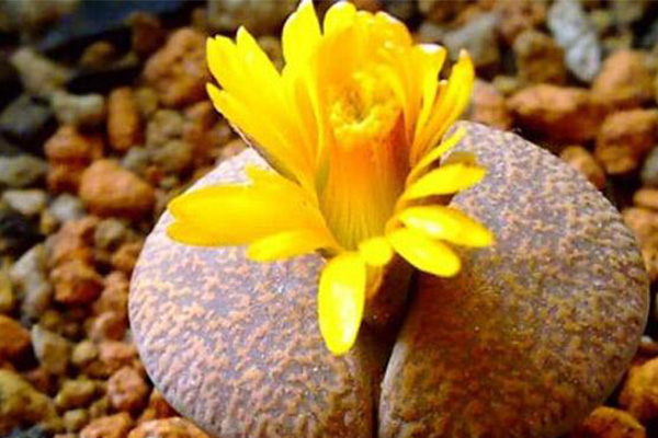 10大最稀有多肉植物 石中花、花笼和霓虹灯玉露上榜
