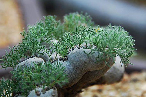 10大最稀有多肉植物 石中花、花笼和霓虹灯玉露上榜