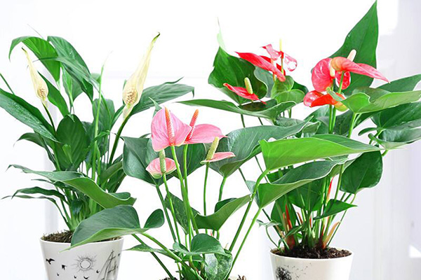 办公室都适合养些什么植物？最适合办公室养的5种盆栽植物