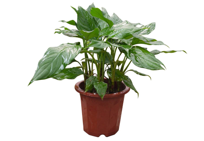 10种室内最好养的植物 观赏价值高还可以净化空气