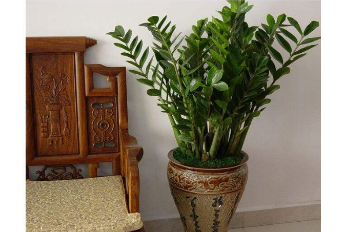 10种室内最好养的植物 观赏价值高还可以净化空气