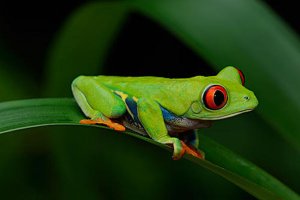 世界十大宠物蛙 红眼树蛙有着独有的红色眼睛很是奇特
