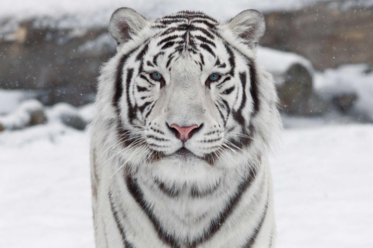 全球最美动物排行榜 白虎黑豹上榜，红狐狸又魅又美