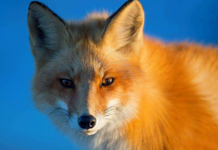 全球最美动物排行榜 白虎黑豹上榜，红狐狸又魅又美