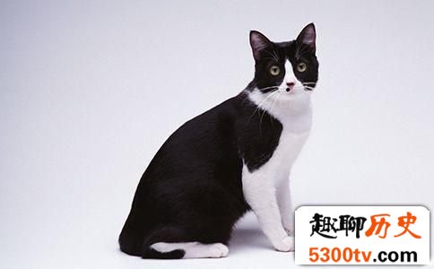为什么黑白猫毛色能呈现黑白两种颜色呢?