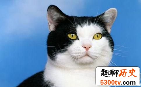 为什么黑白猫毛色能呈现黑白两种颜色呢?