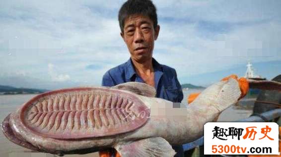 世界上最懒的鱼--吸盘鱼,头长吸盘懒得游泳