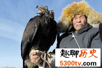 世界上最残酷的熬鹰,鹰是怎么被人驯服的?