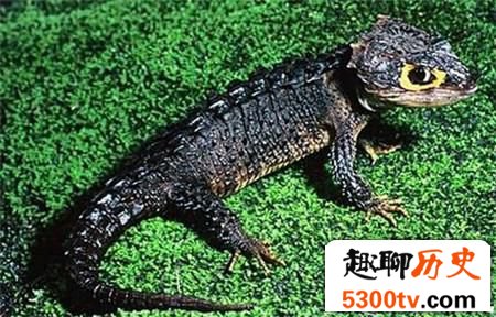 慈禧为何怕壁虎?有什么方式能验证嫔妃偷情