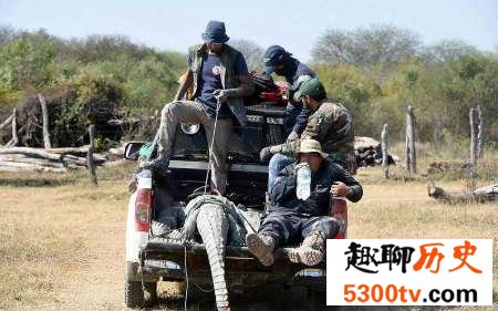 查科战争：一场帝国势力争夺资源的战争