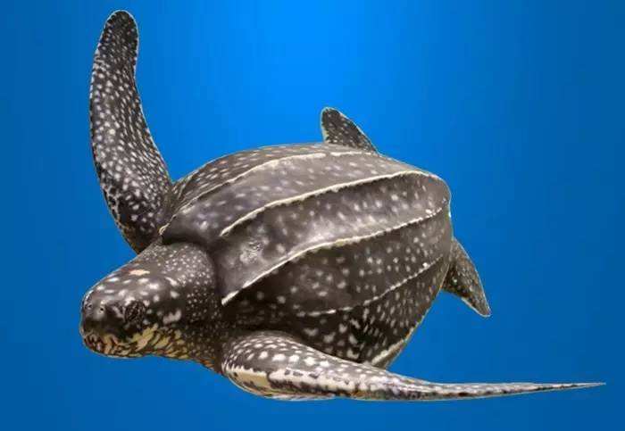 地球上现存最大的龟鳖类