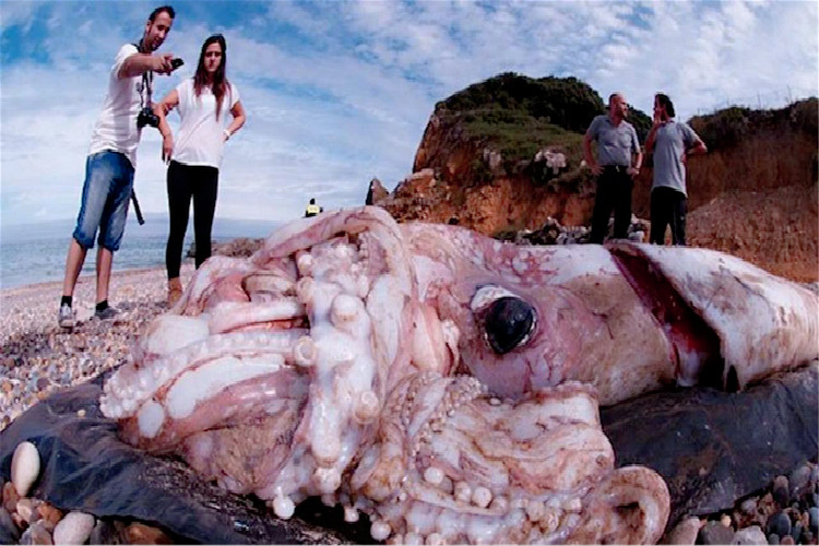 世界上最大乌贼，大王酸浆鱿(又叫巨枪乌贼体长20米以上)