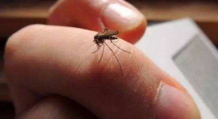 蚊子更“喜欢”爱化妆的人？