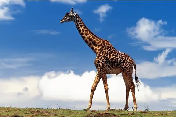 世界上最高的动物，长颈鹿(身高8米/睡觉