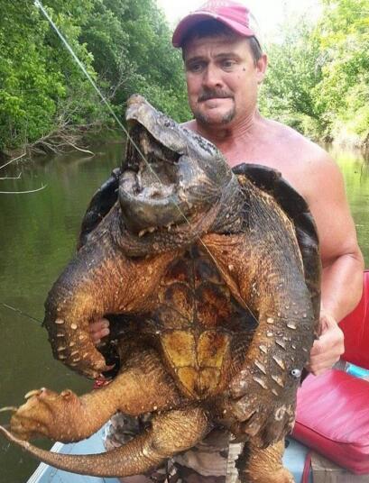 世界上最大的水龟，真鳄龟(鹰勾嘴咬断人