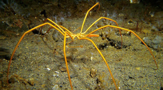 “海蜘蛛”是世界上唯一没有天敌的动物 “海蜘蛛”吃饭呼吸生育全靠大长腿