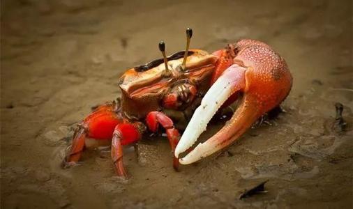 招潮蟹 世界上最会变色的蟹