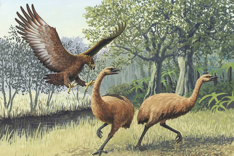 史上最大的老鹰，专吃恐鸟的哈斯特鹰(长1.5米/翼展长3.5米)