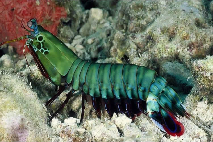世界上最凶残的虾，雀尾螳螂虾(比子弹威力还强)