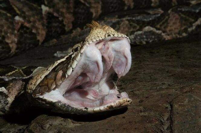 世界上毒牙最长的蛇 加蓬咝蝰蛇被它咬住就不会松口了
