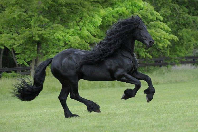 世界上最帅的马，腓特烈二世一头飘逸秀