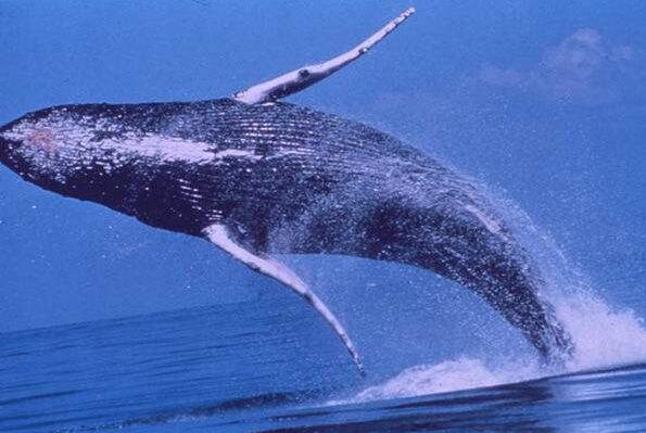 世界上最大的动物，蓝鲸以33米居榜首(最大动物盘点)