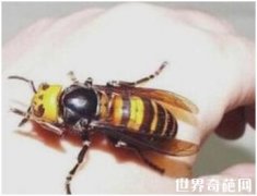 世界上最大的马蜂日本大黄蜂 带剧毒能蛰死人