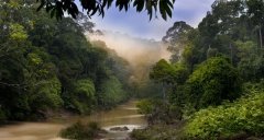 世界最大的热带雨林 亚马逊热带雨林