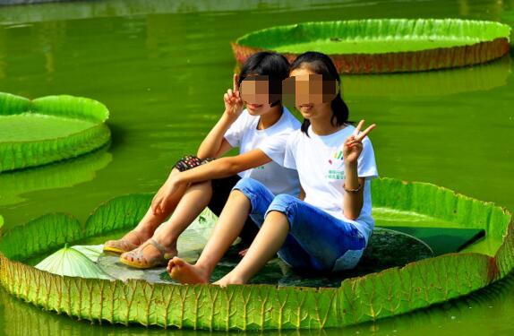 王莲—世界上叶片最大的水生植物