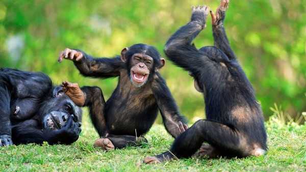 世界上最聪明的动物排行榜 黑猩猩排名第一