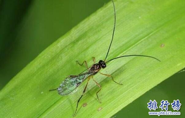 杀不死的十大生物，面对核武器都鄙夷不屑